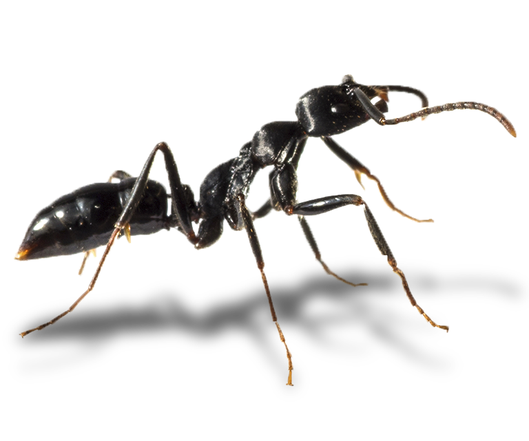 controle de formigas em londrina e itajai - Início