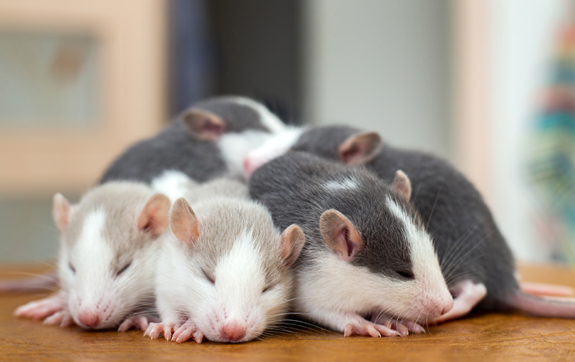 Verdades e mitos sobre os roedores