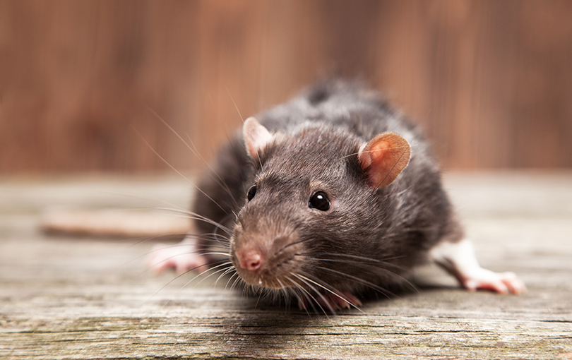 conheca os riscos de doencas transmitidas 1 - Conheça os riscos de doenças transmitidas por ratos, a leptospirose