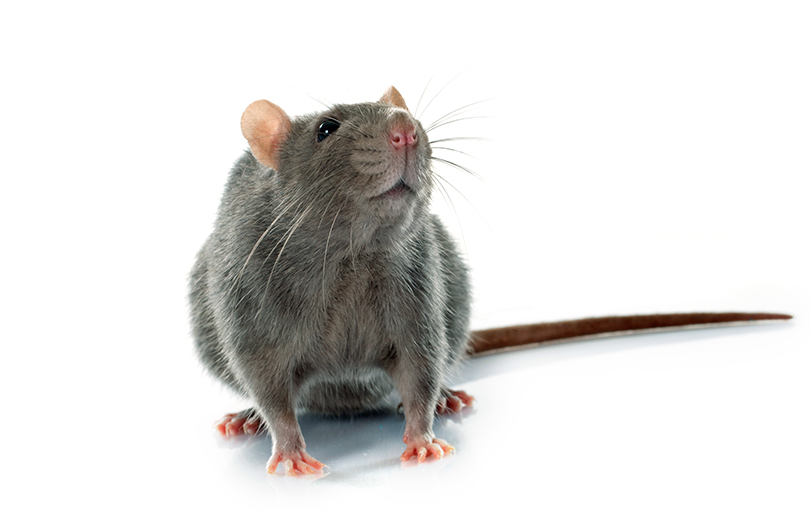 Conheça os riscos de doenças transmitidas por ratos, a leptospirose