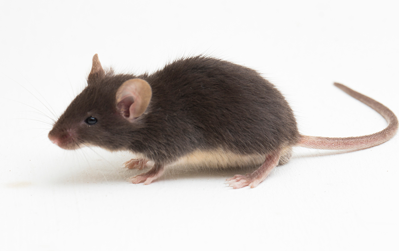 5 doenças transmitidas por ratos