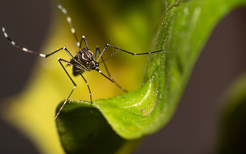 Casos de dengue voltam a subir em 2021, a antinseto tem a solução