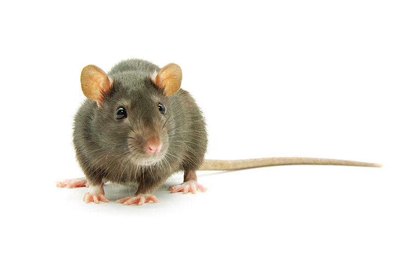 Livre-se dos ratos em sua indústria de alimentos – Serviço de desratização