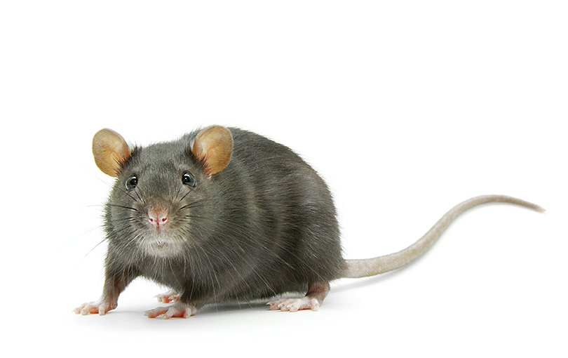 ratos em industrias de alimentos - Ratos em indústrias de alimentos: como combater esse mal que causa tanto prejuízo?