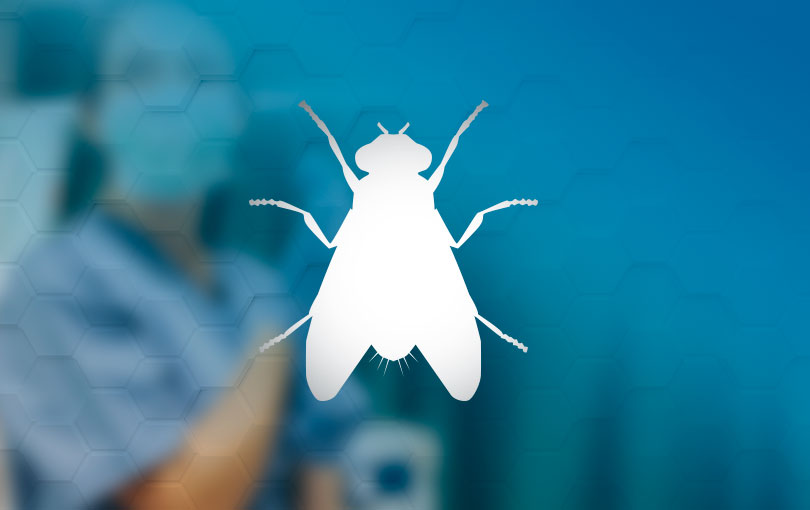 5 doencas que as moscas podem transmitir