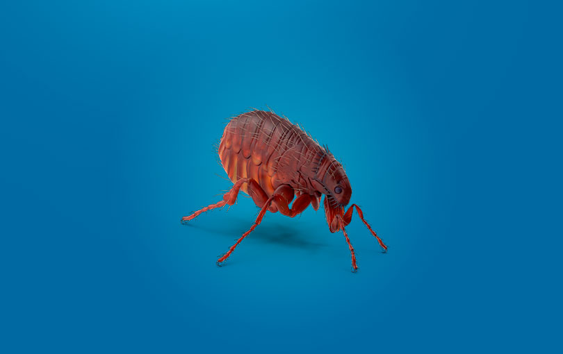 Como acabar com as pulgas de maneira segura?
