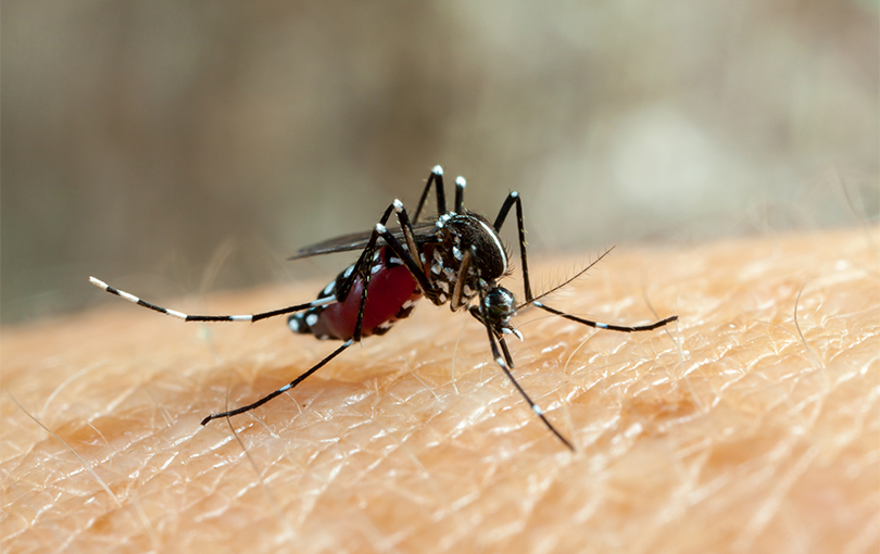 sao as verdades e os mitos em torno do mosquito causador da dengue - Quais são as verdades e os mitos em torno do mosquito causador da dengue
