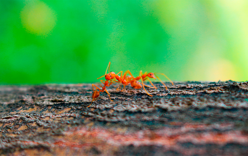 dicas para manter as formigas longe da sua casa - 5 dicas para manter as formigas longe da sua casa