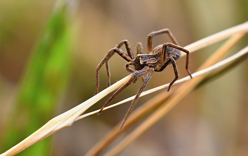 Aranha-marrom: tudo que você precisa saber