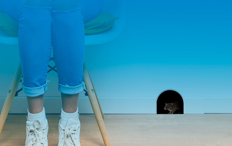Onde os ratos se escondem? Saiba essa e outras curiosidades aqui!