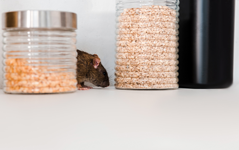 os ratos se escondem saiba essa e outras curiosidades aqui - Onde os ratos se escondem? Saiba essa e outras curiosidades aqui!