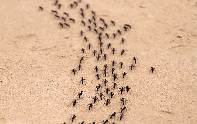 como identificar e controlar uma infestacao de formigas - Saiba como identificar e controlar uma infestação de formigas