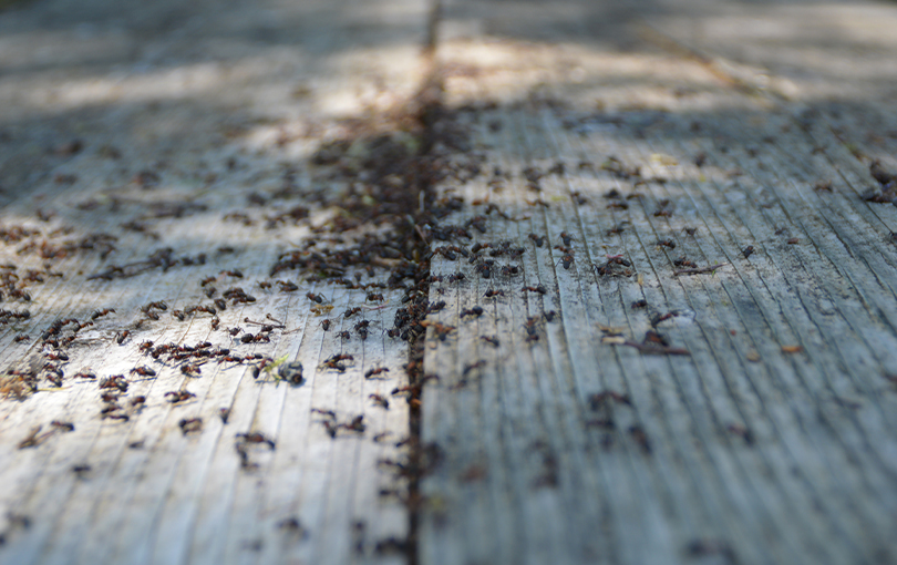 Saiba como identificar e controlar uma infestação de formigas