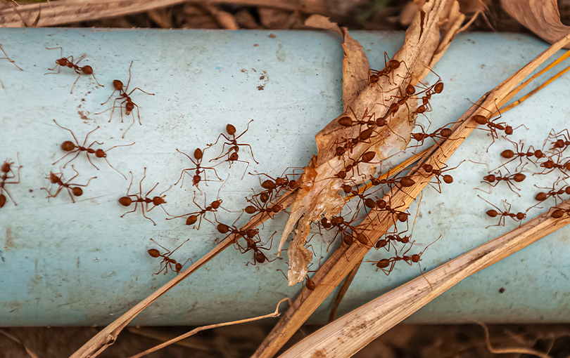 como se livrar de formigas andarilhas em quatro passos simples - Descubra como se livrar de formigas andarilhas em quatro passos simples
