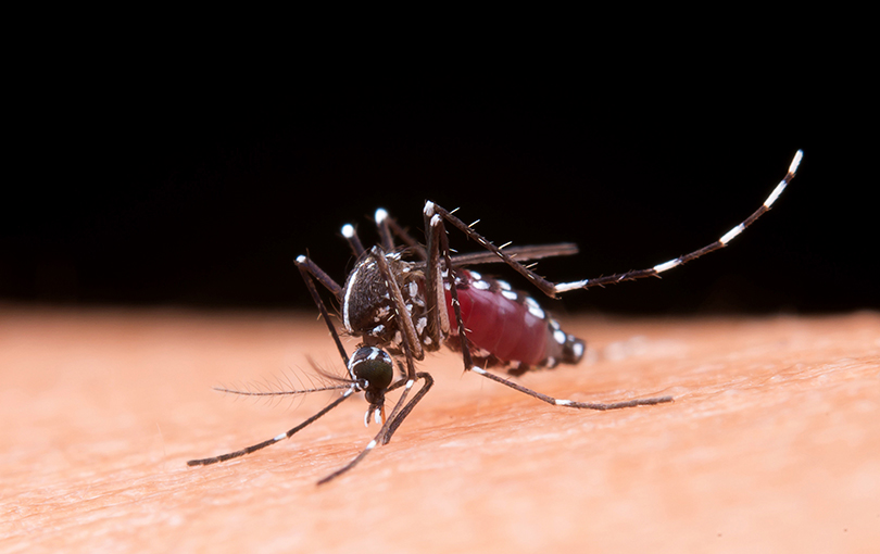 cuidados com a prevencao da mosquito - Dengue: cuidados com a prevenção do mosquito