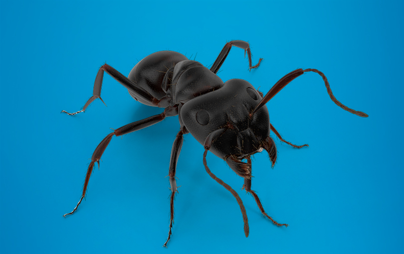 Descubra como se livrar de formigas andarilhas em quatro passos simples