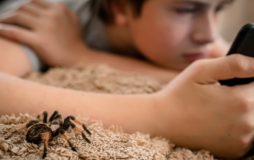 os primeiros socorros para enfrentar picadas de aranha - Conheça os primeiros socorros para enfrentar picadas de aranha