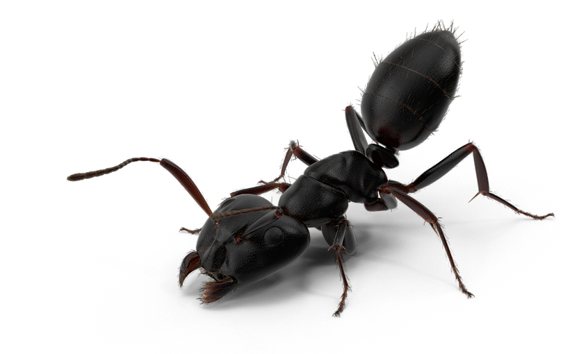 Formigas: mitos e verdades sobre o combate dessas intrusas