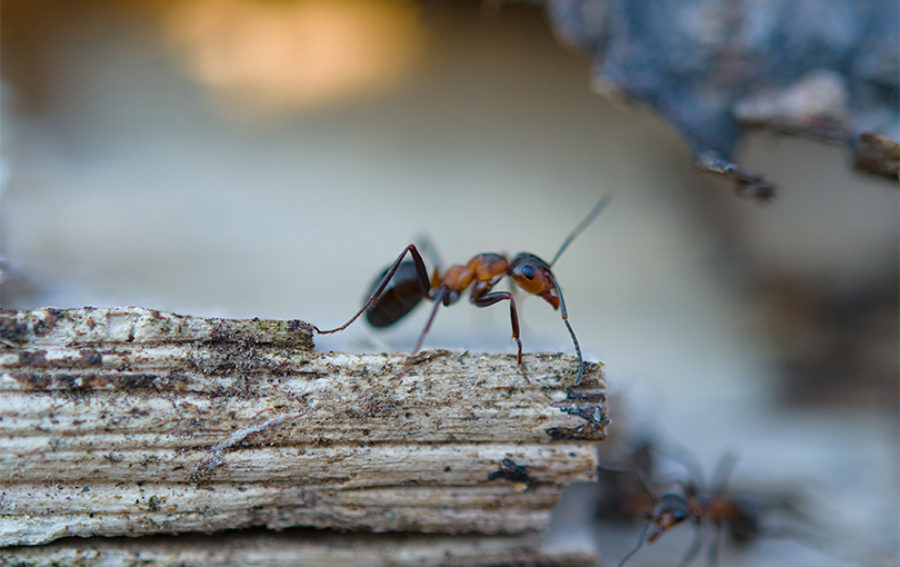 mitos e verdades sobre o combate dessas intrusas - Formigas: mitos e verdades sobre o combate dessas intrusas