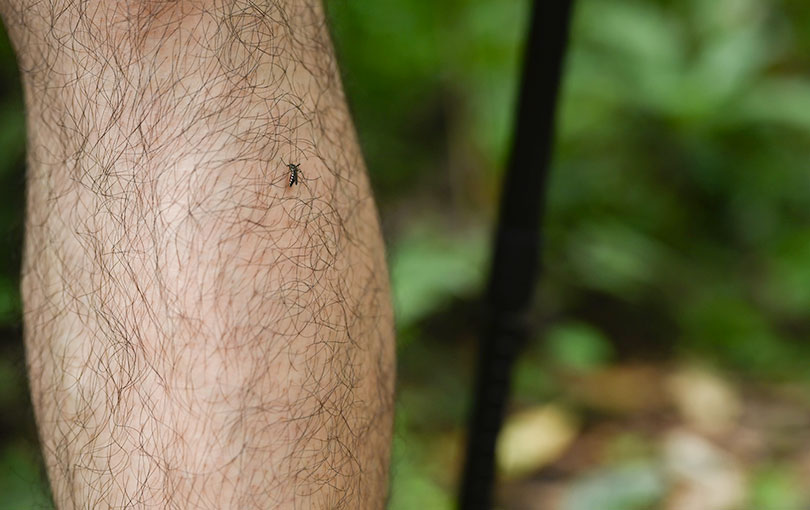 mosquito da dengue e mantelo afastado - Saiba como identificar o mosquito da dengue e mantê-lo afastado