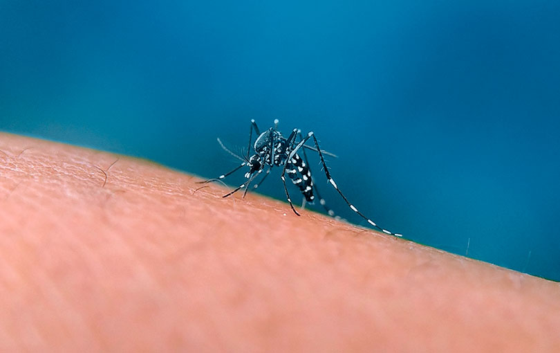 Saiba como identificar o mosquito da dengue e mantê-lo afastado