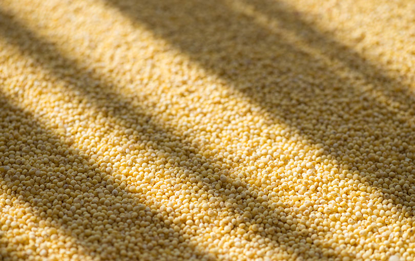 importancia do metodo para a protecao dos graos - Expurgo de grãos: descubra a importância do método para a proteção dos grãos