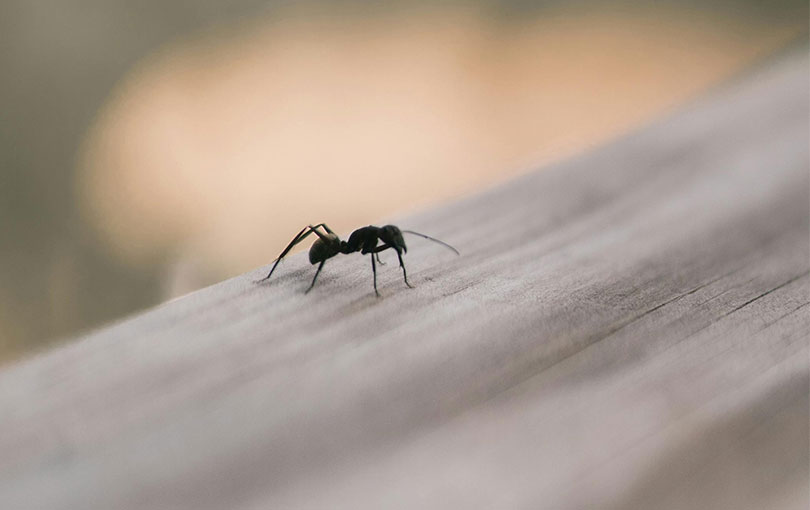 Mitos e verdades: como controlar uma infestação de formigas