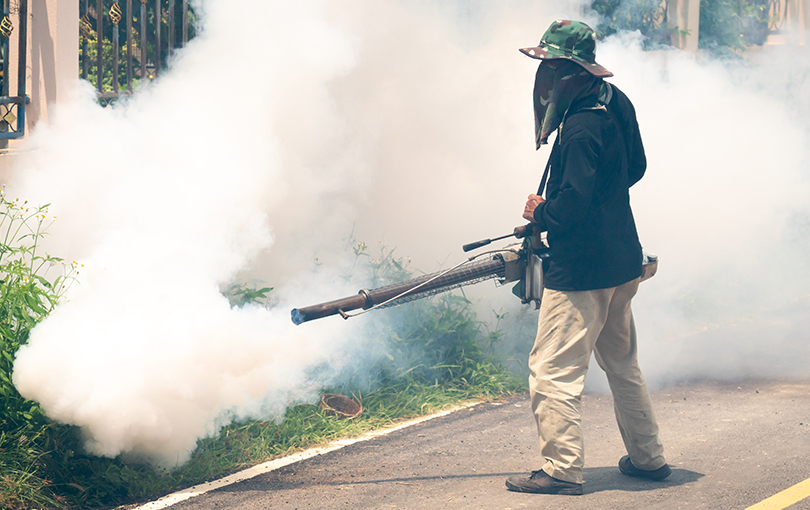 curiosidades sobre o mosquito da dengue que voce precisa saber 