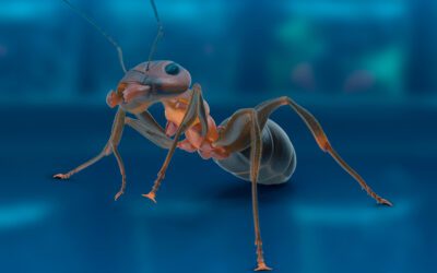 pragas em brusque como combater as formigas em empresas alimenticias.png 400x250 - Início