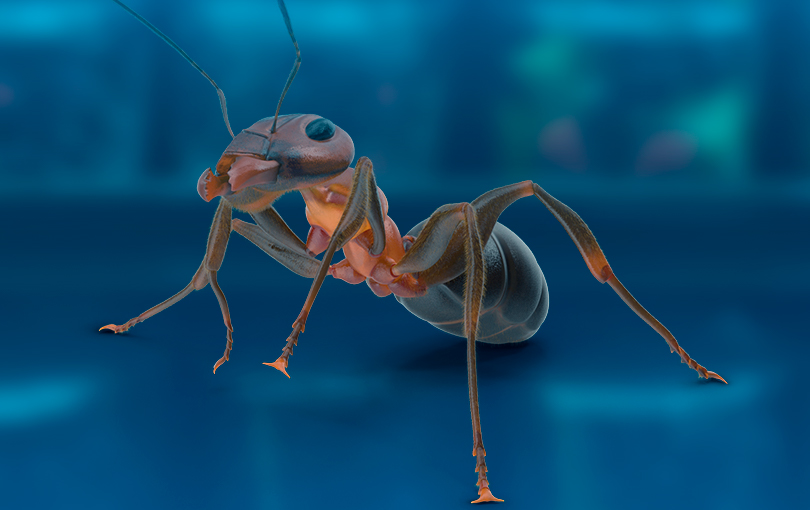 Controle de pragas em Brusque: como combater as formigas em empresas alimentícias