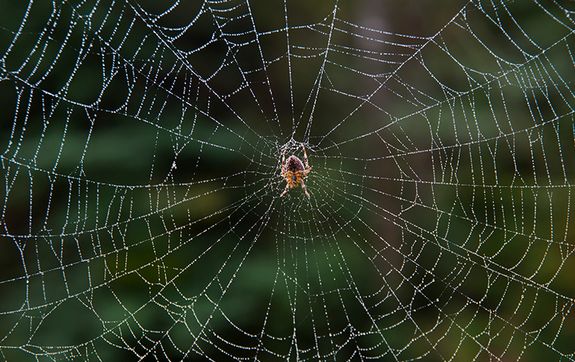 aranhas mais perigosas - Quais são as aranhas mais perigosas?