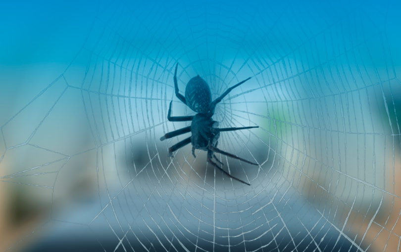 como proteger o meu ambiente preferido da ameaça de aranhas