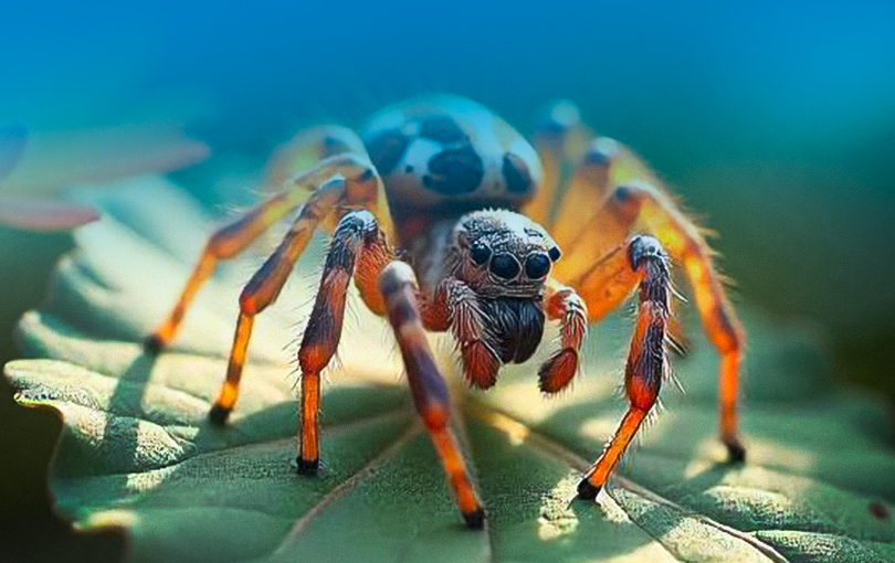 Como identificar picadas de aranha e como agir nessa situação?